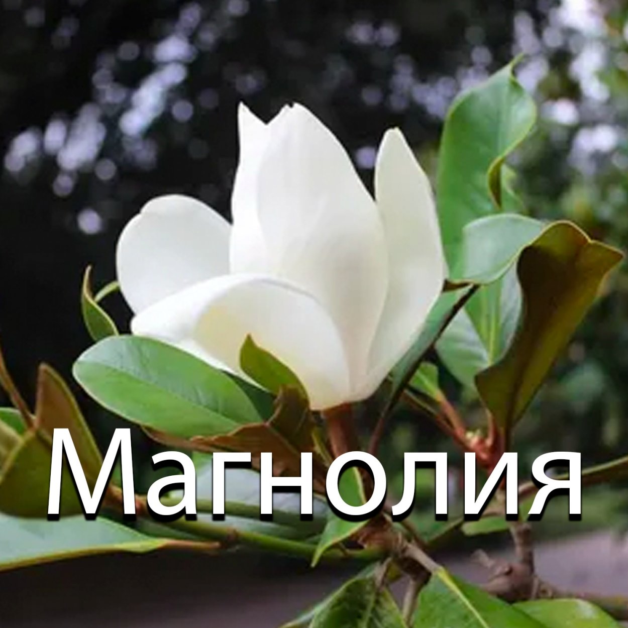 Магнолия грандифлора дерево