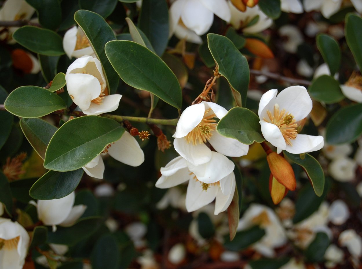 Michelia yunnanensis