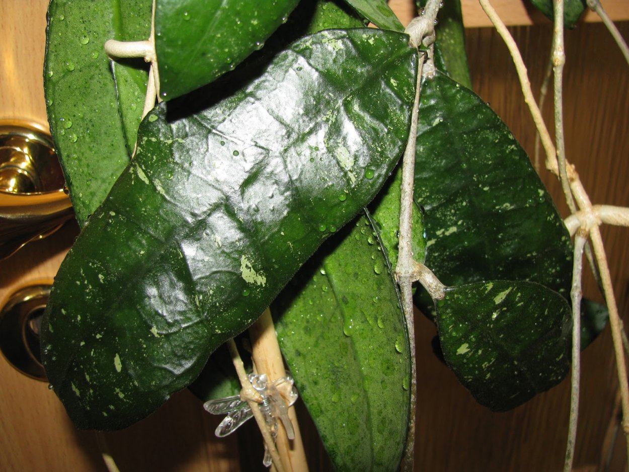 Хойя finlaysonii