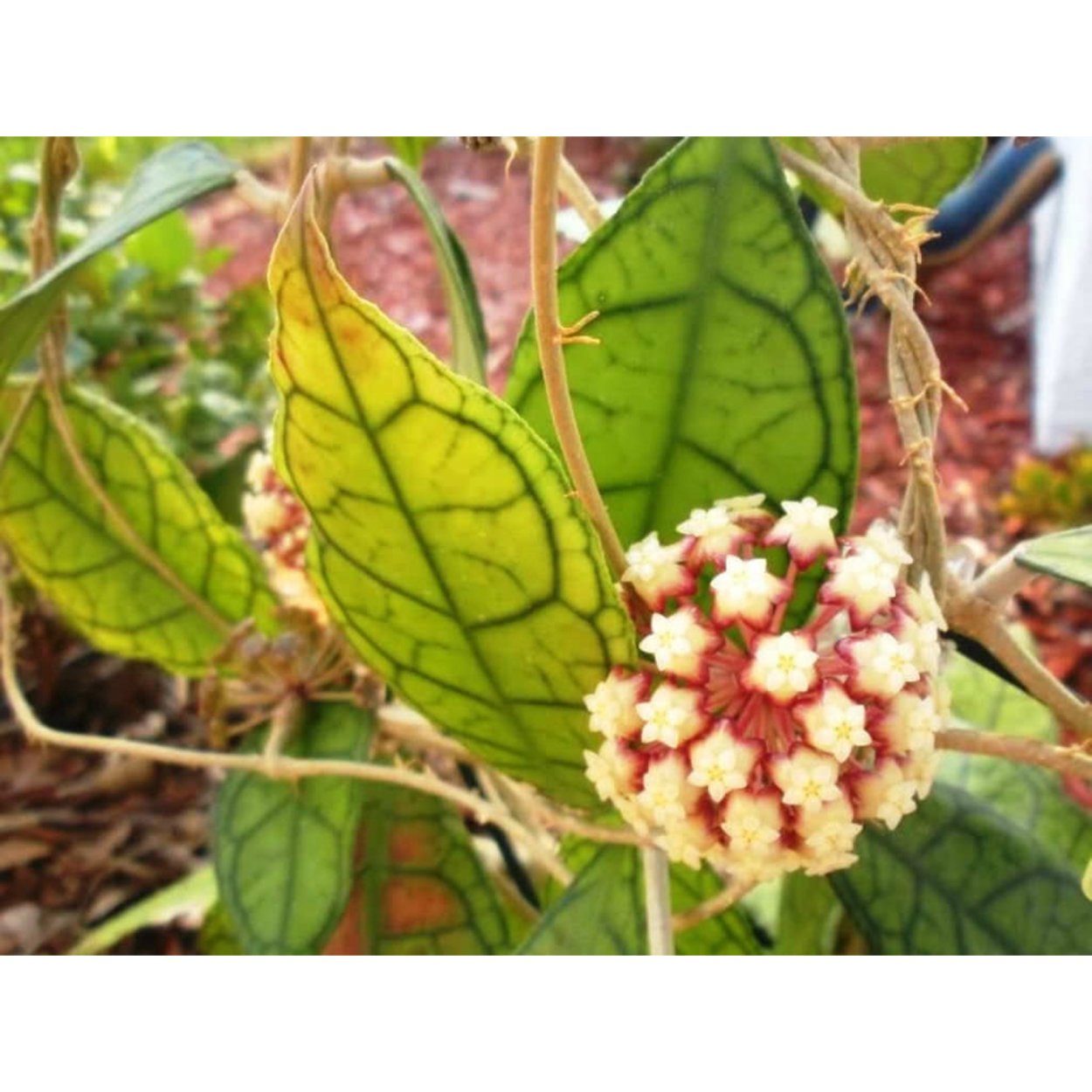 Хойя finlaysonii