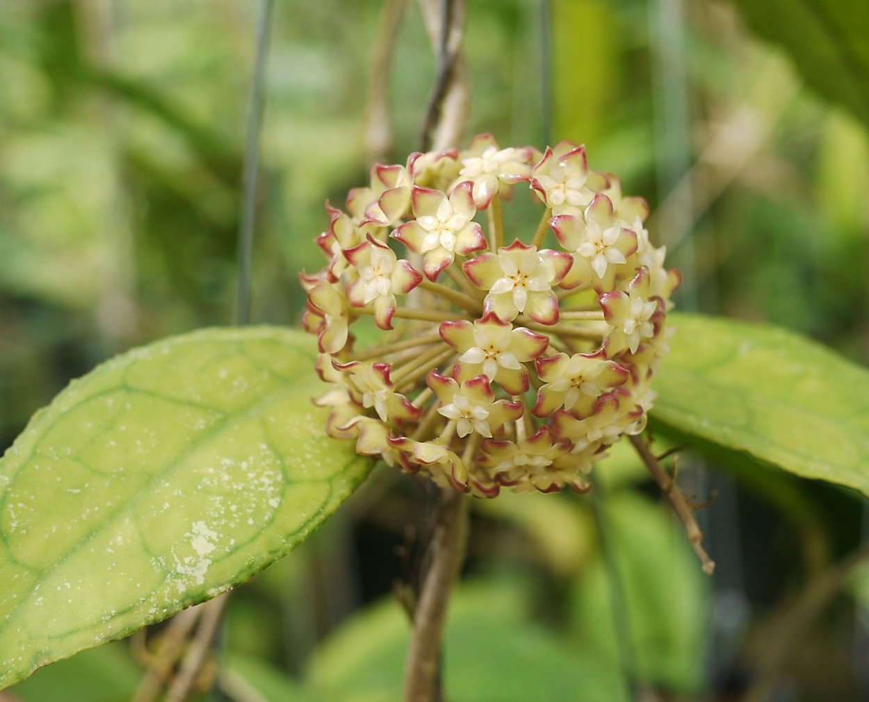 Хойя finlaysonii