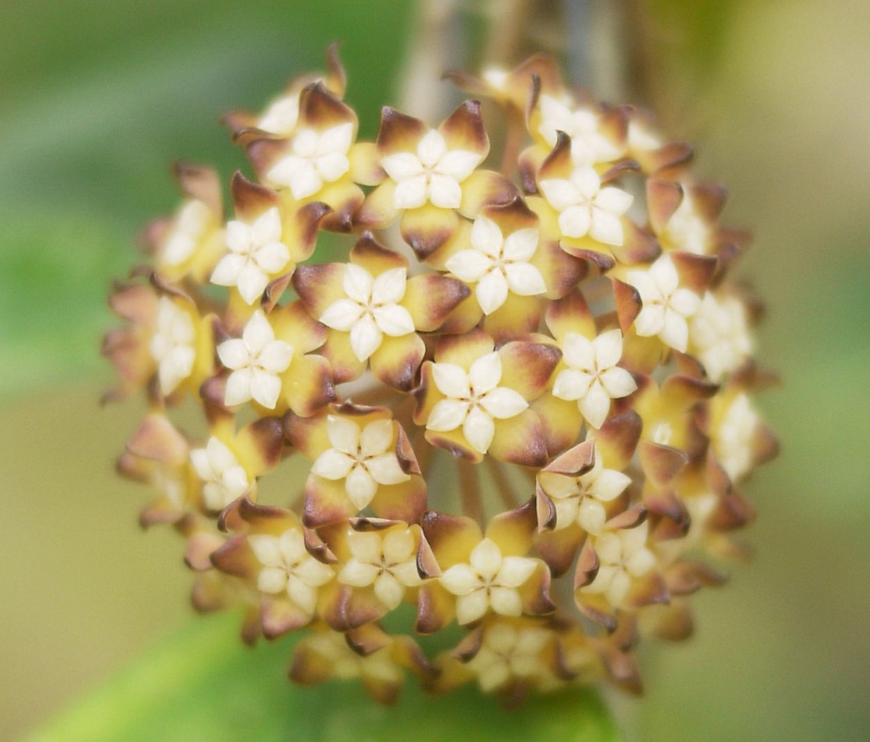 Хойя finlaysonii