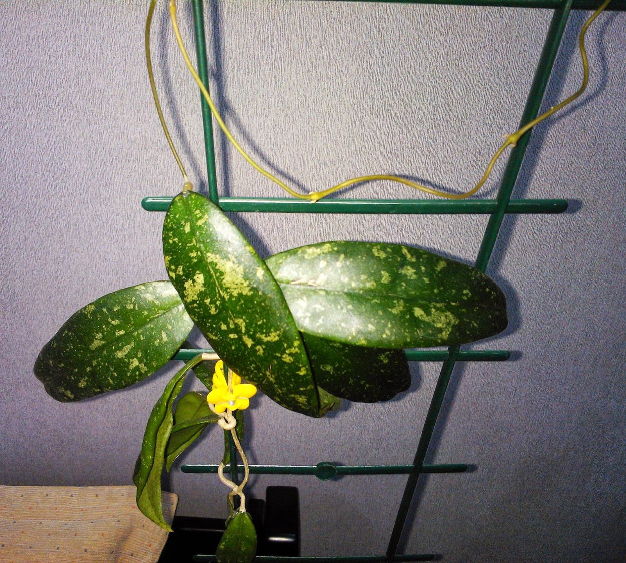 Hoya finlaysonii EPC 317