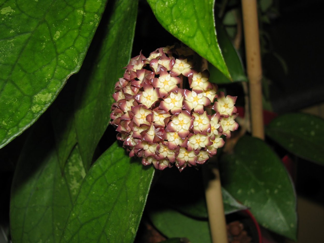 Хойя finlaysonii