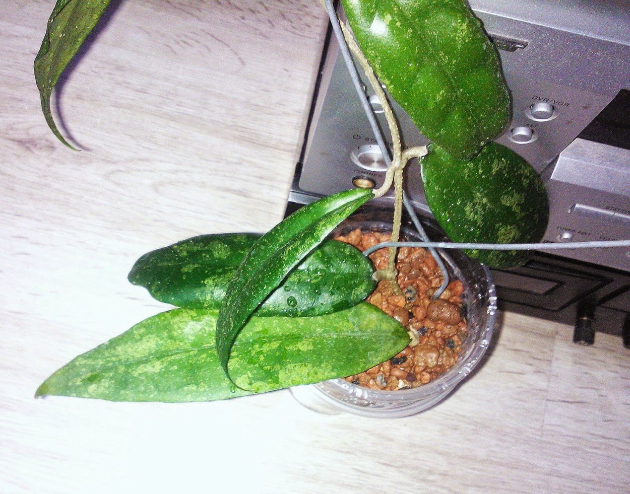 Hoya finlaysonii EPC 317