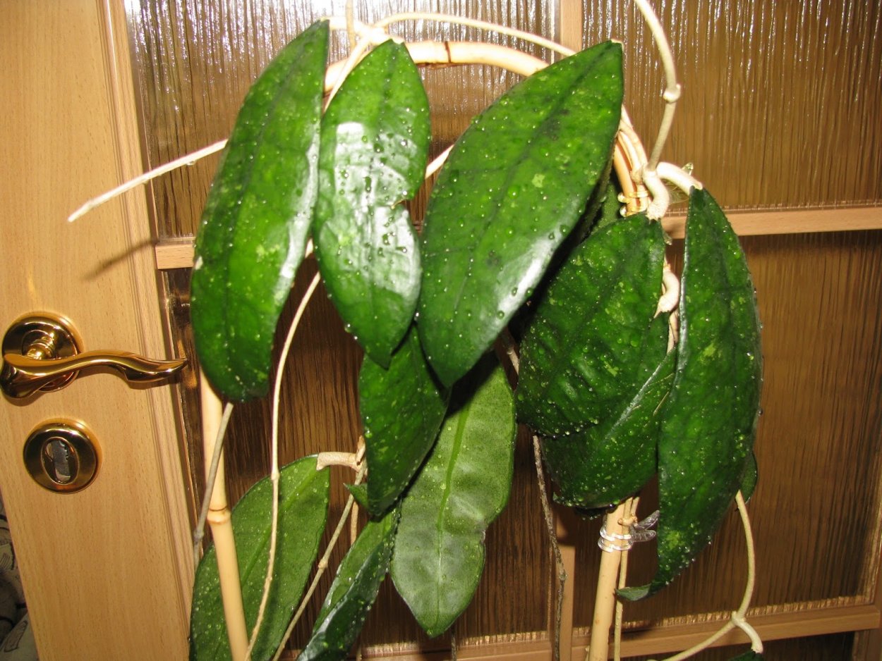 Хойя finlaysonii New