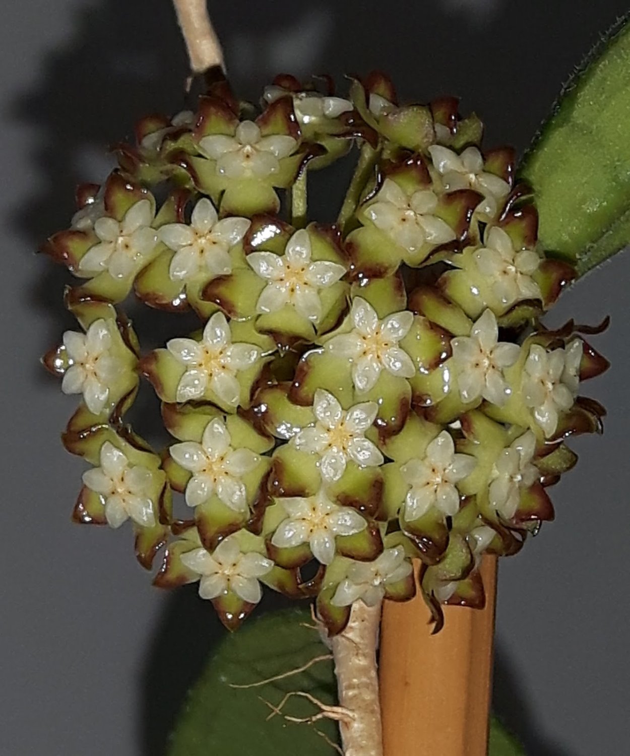 Хойя finlaysonii