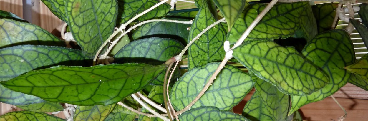 Хойя finlaysonii long leaves