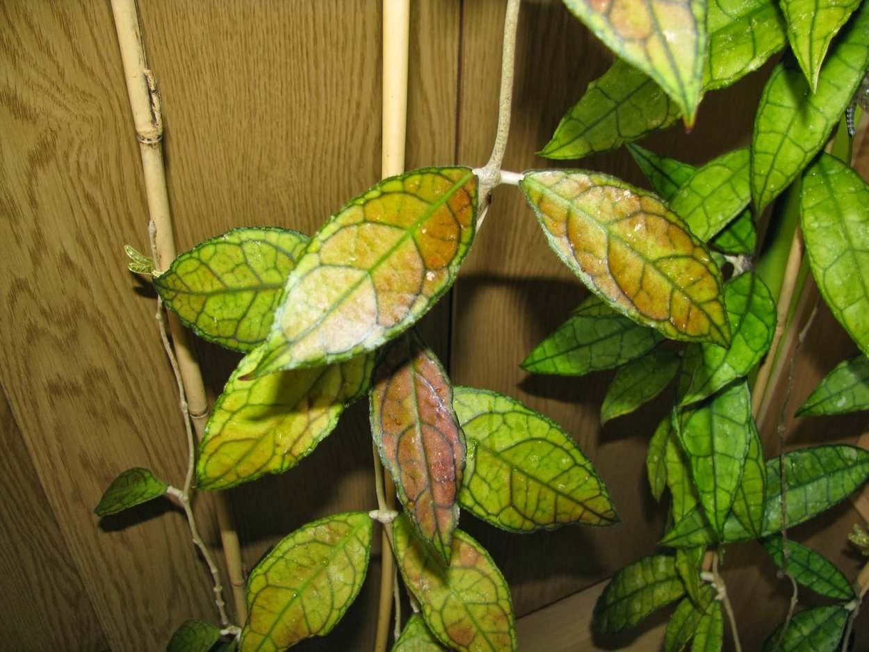 Хойя finlaysonii