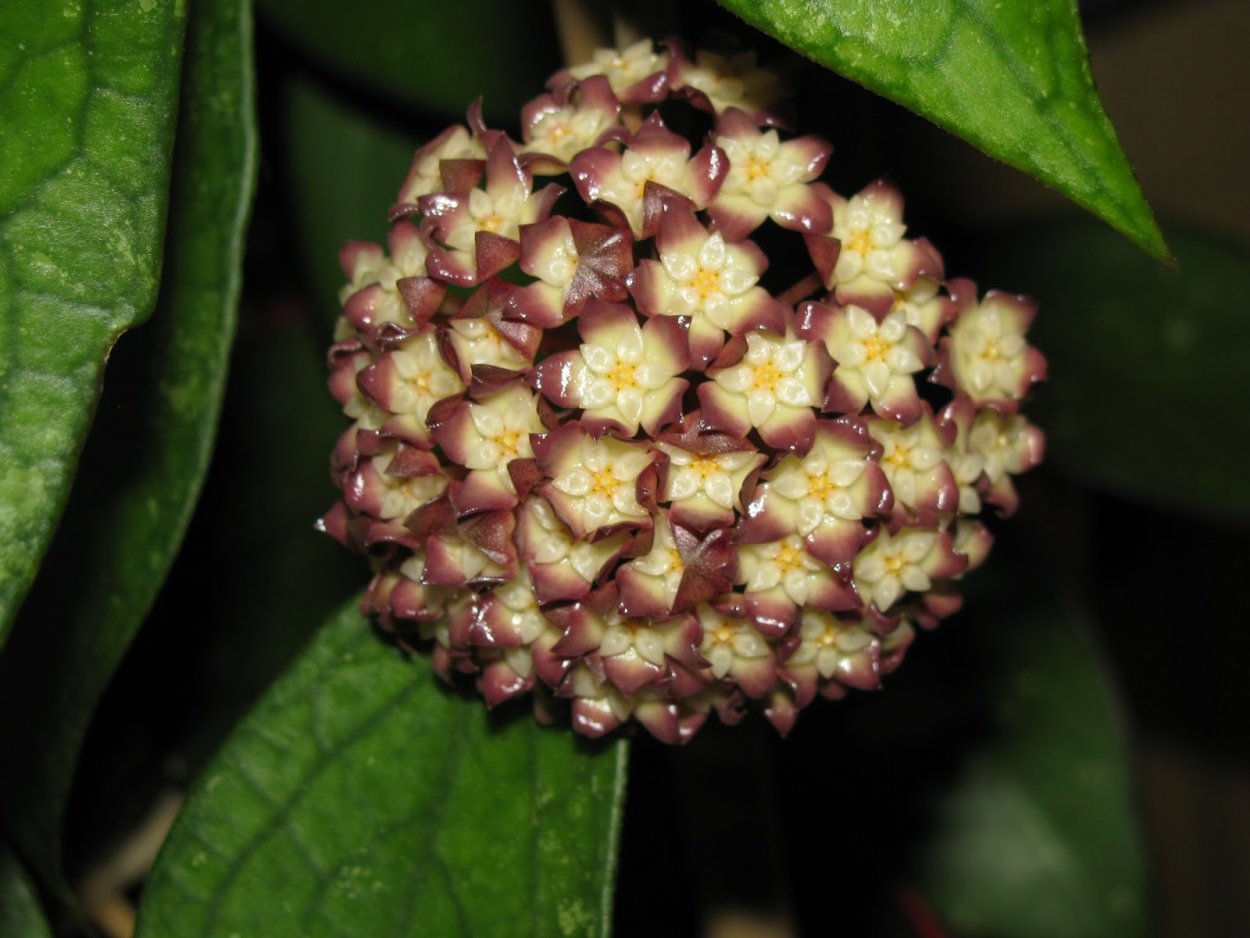 Хойя Hoya finlaysonii.