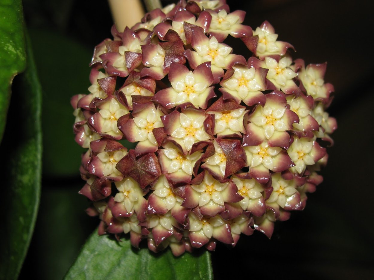 Хойя CV Jennifer