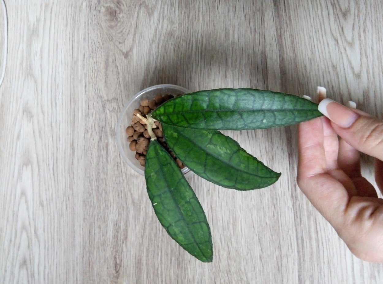 Хойя finlaysonii EPC 317