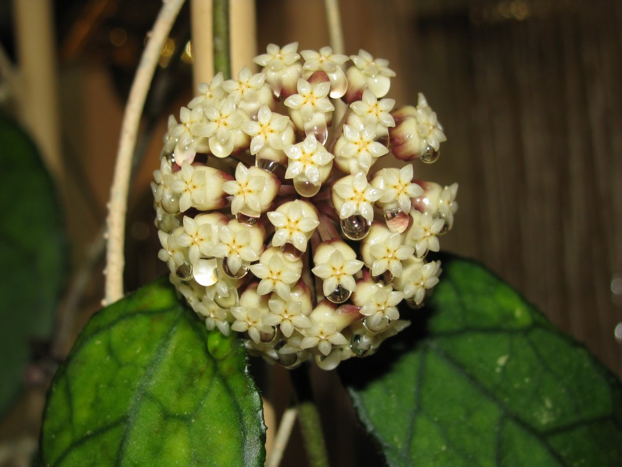 Хойя пятнистая