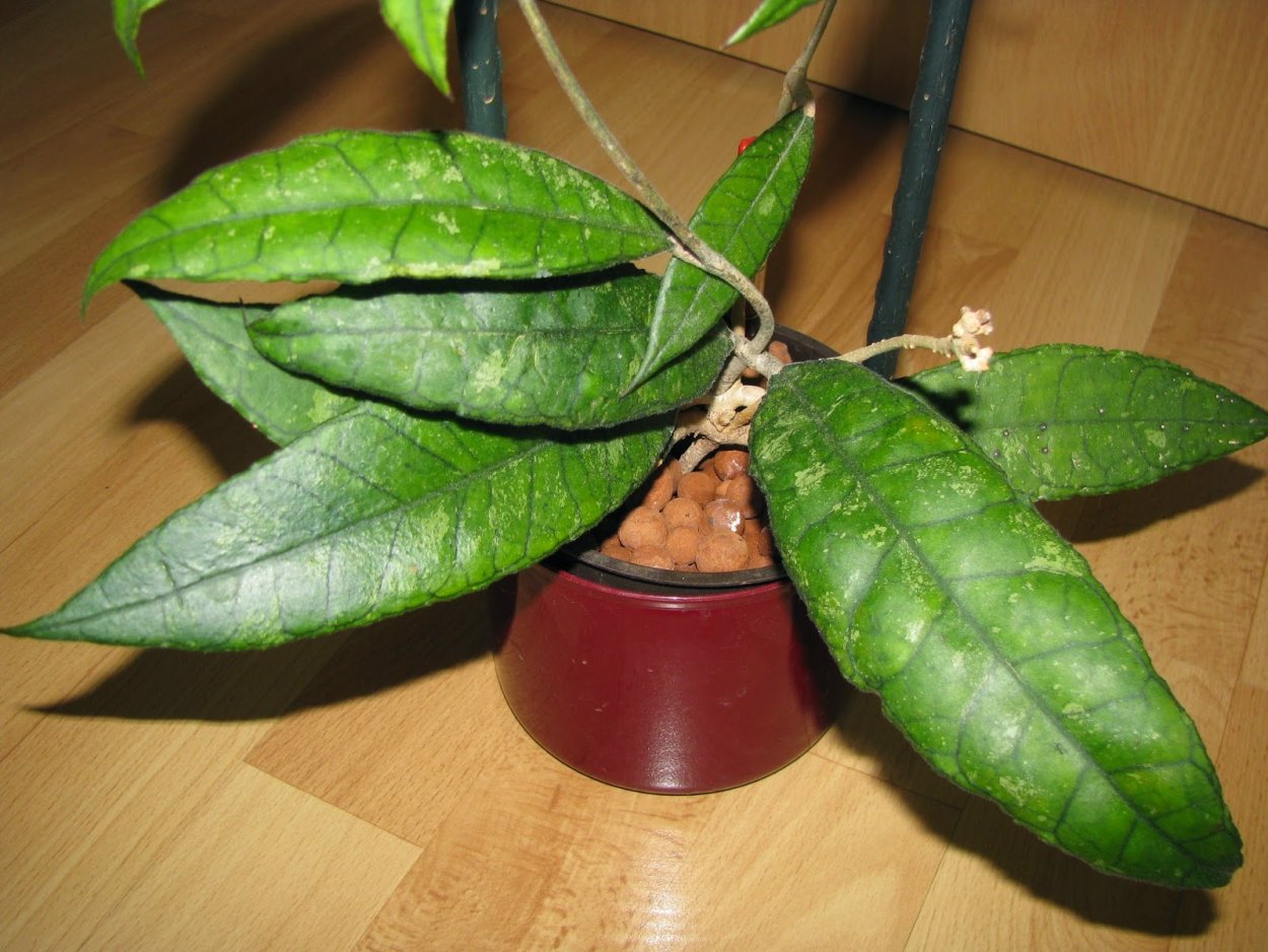 Хойя finlaysonii Panggha