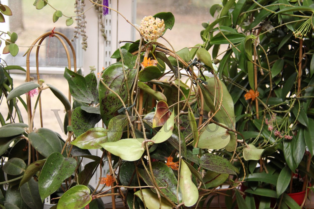 Хойя Khao Yai big Leaf