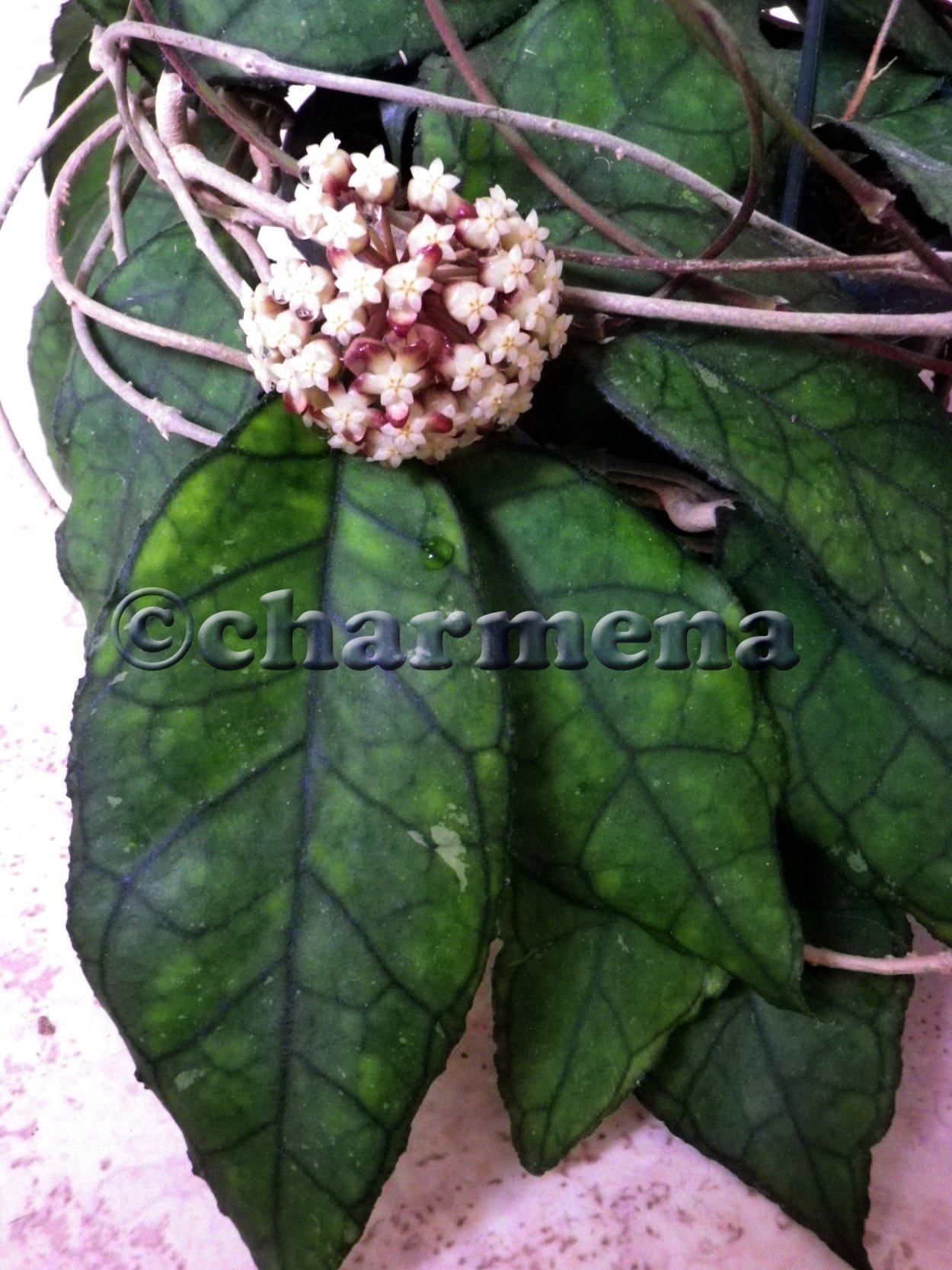 Хойя finlaysonii