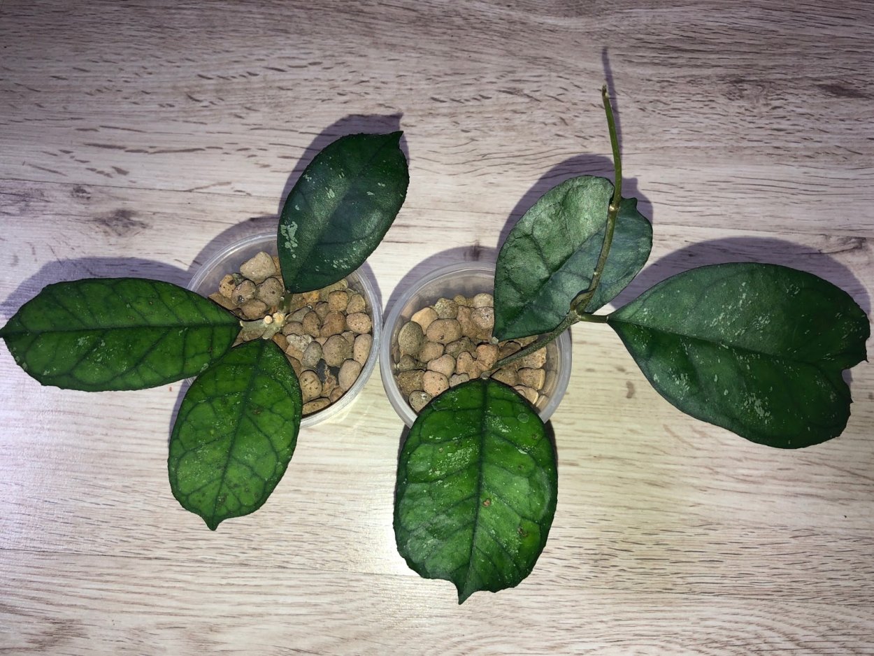 Хойя Svetlana EPC-959