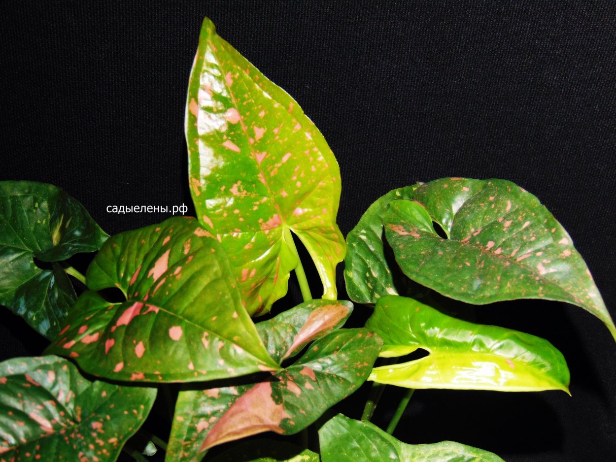 Сингониум Пинк Сплеш