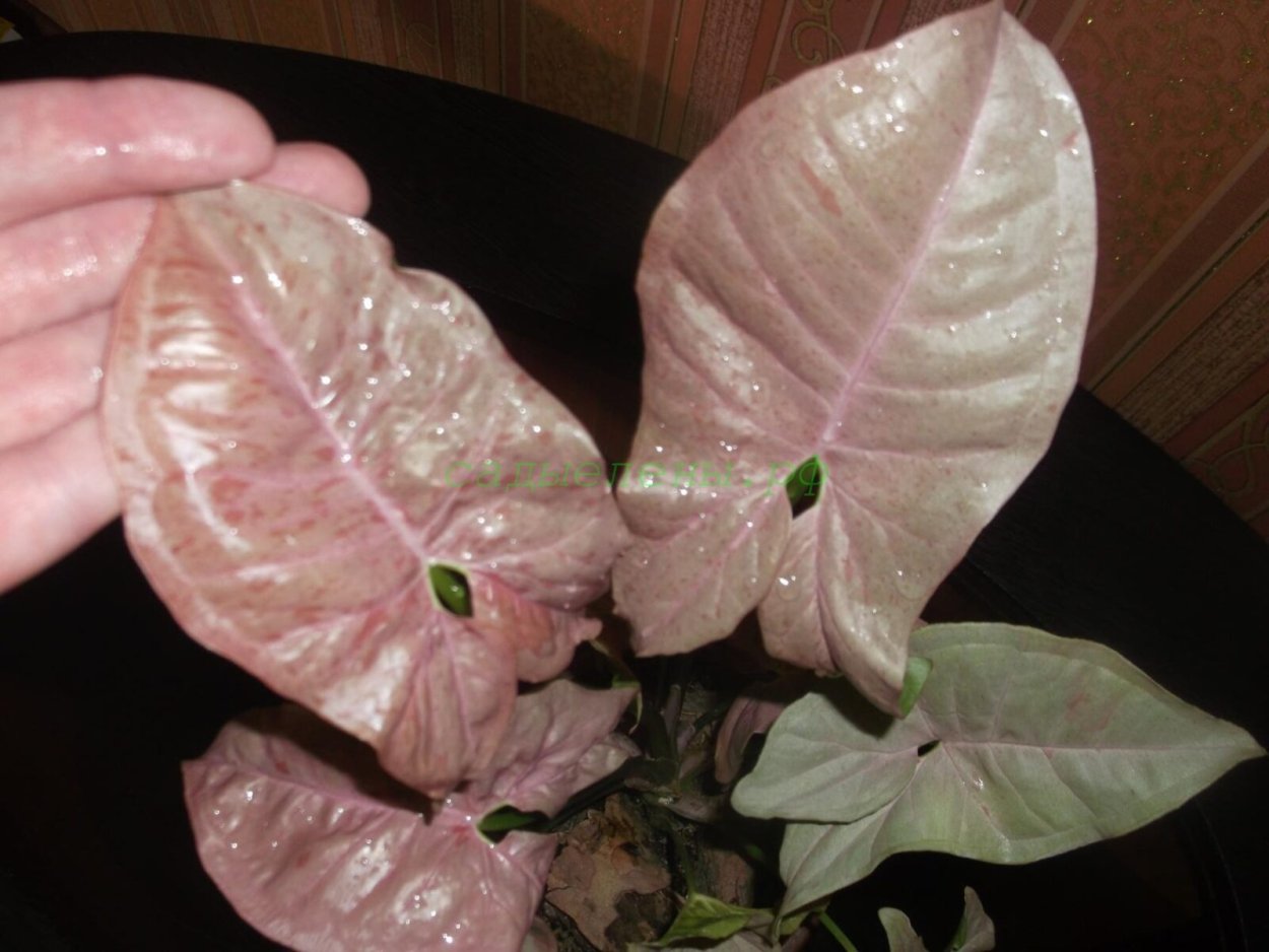 Сингониум Pink spot