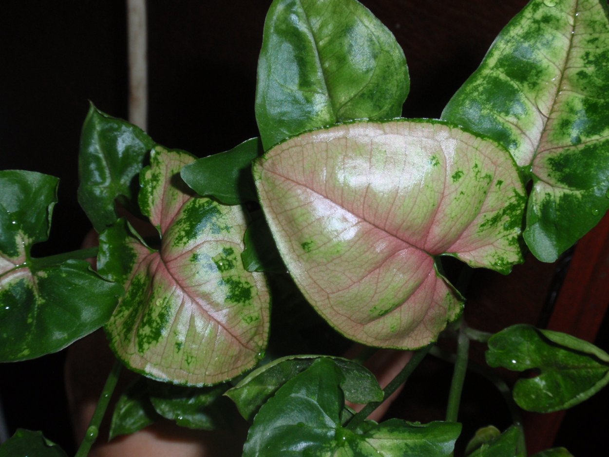 Сингониум Кристмас клон