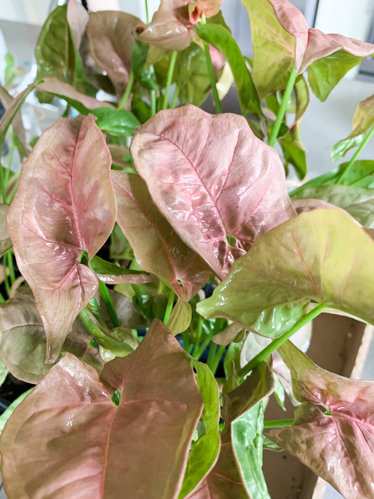 Цветок неон сингониум