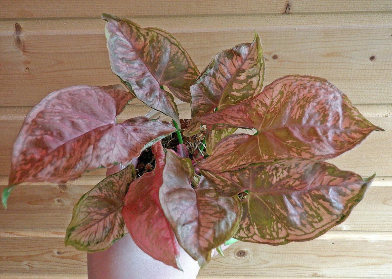 Сингониум ORM nak Green