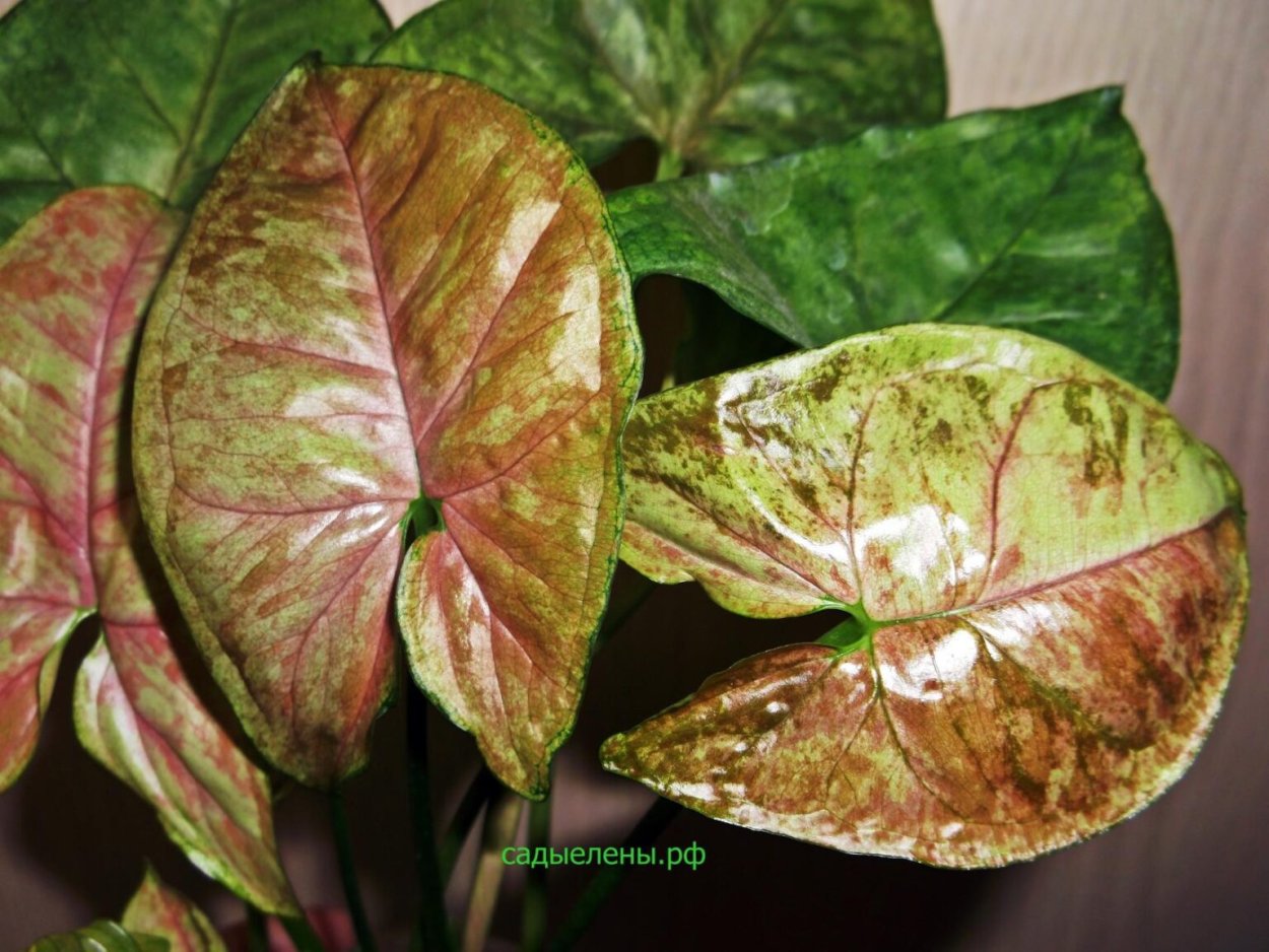 Сингониум Кристмас клон