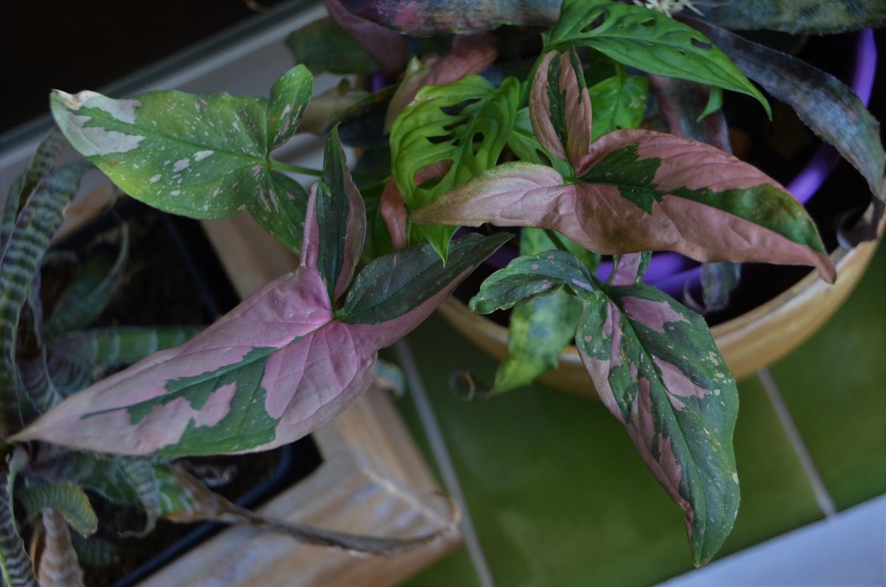 Сингониум флексид