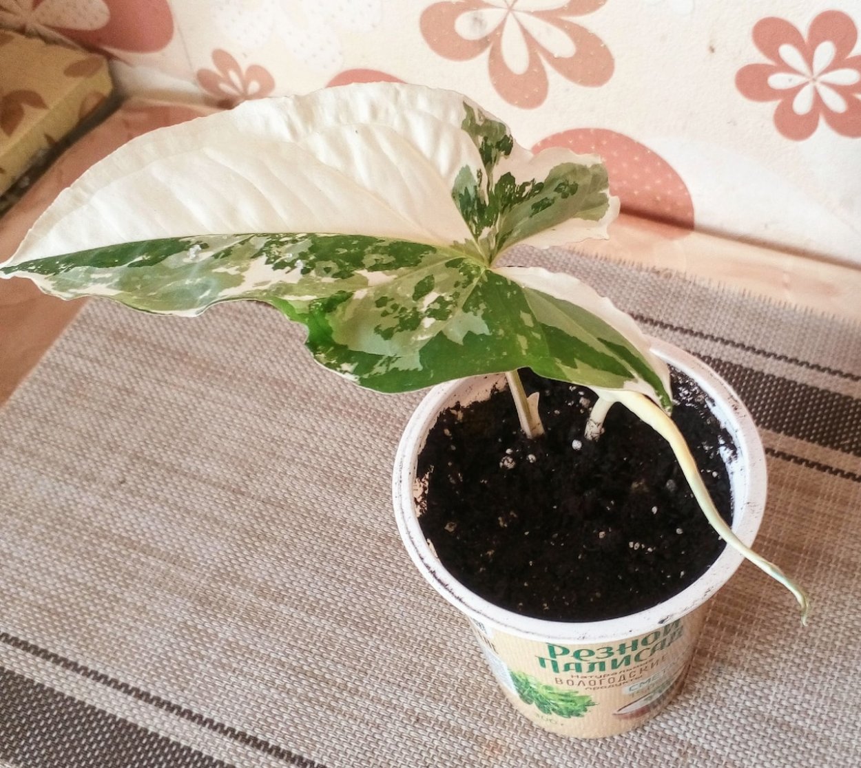 Сингониум Моттлед