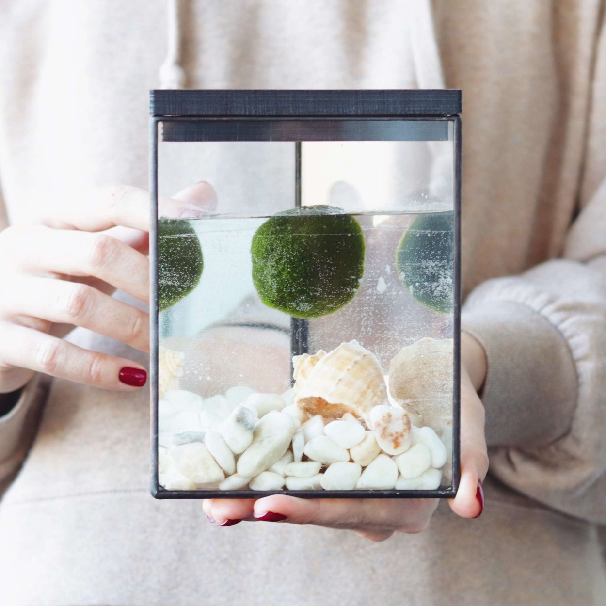 Японская водоросль Маримо