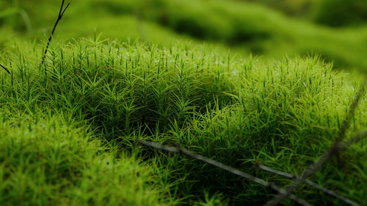 Красивый мох