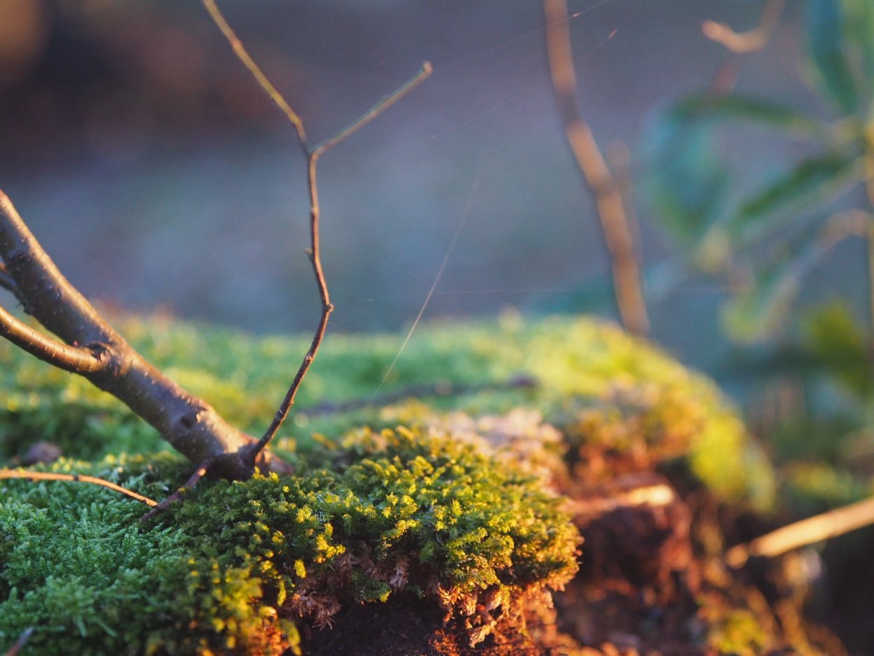 Лишайник Макросъемка