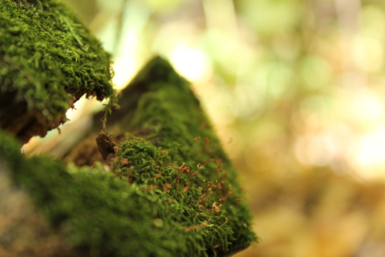 Гипнум кипарисовый мох