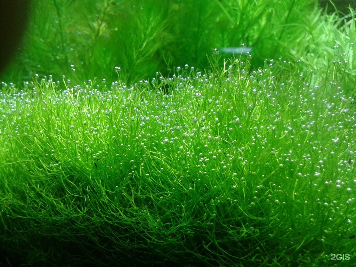 Риччия (riccia Fluitans)