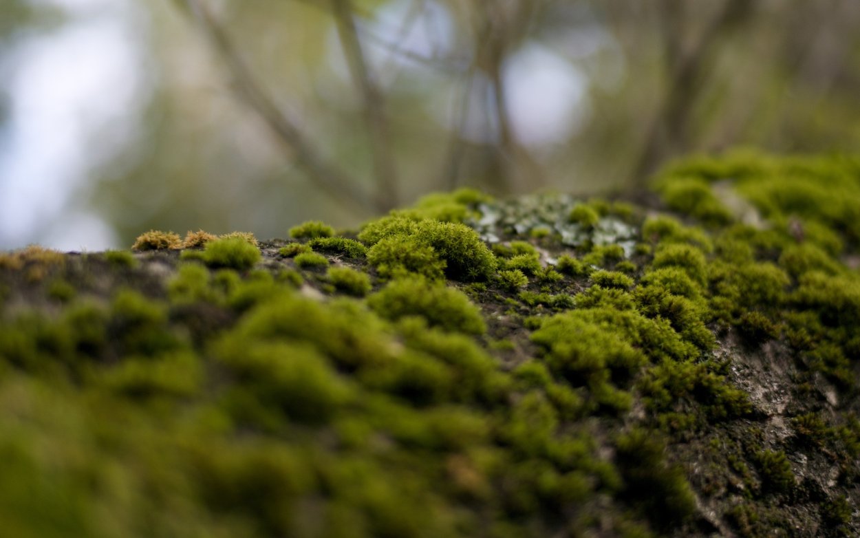 Мох сфагнум Макросъемка