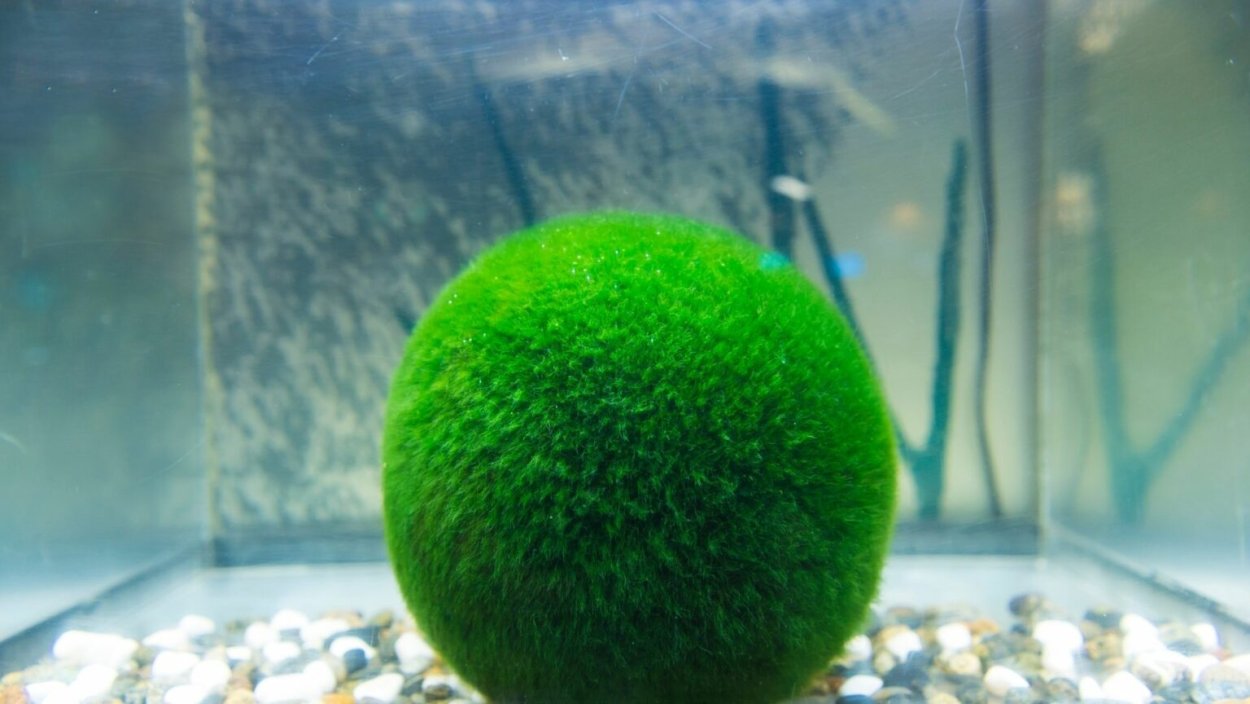 Эгагропила Линнея