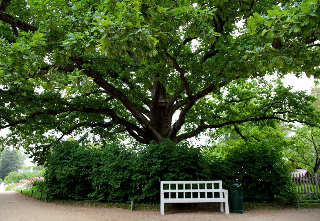 Дуб в Михайловском Пушкинские горы