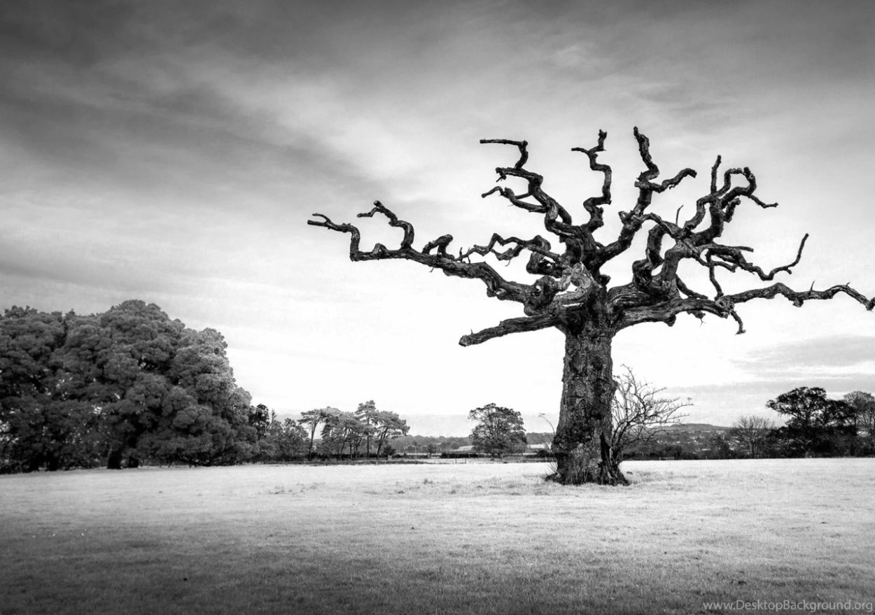 Изогнутое дерево