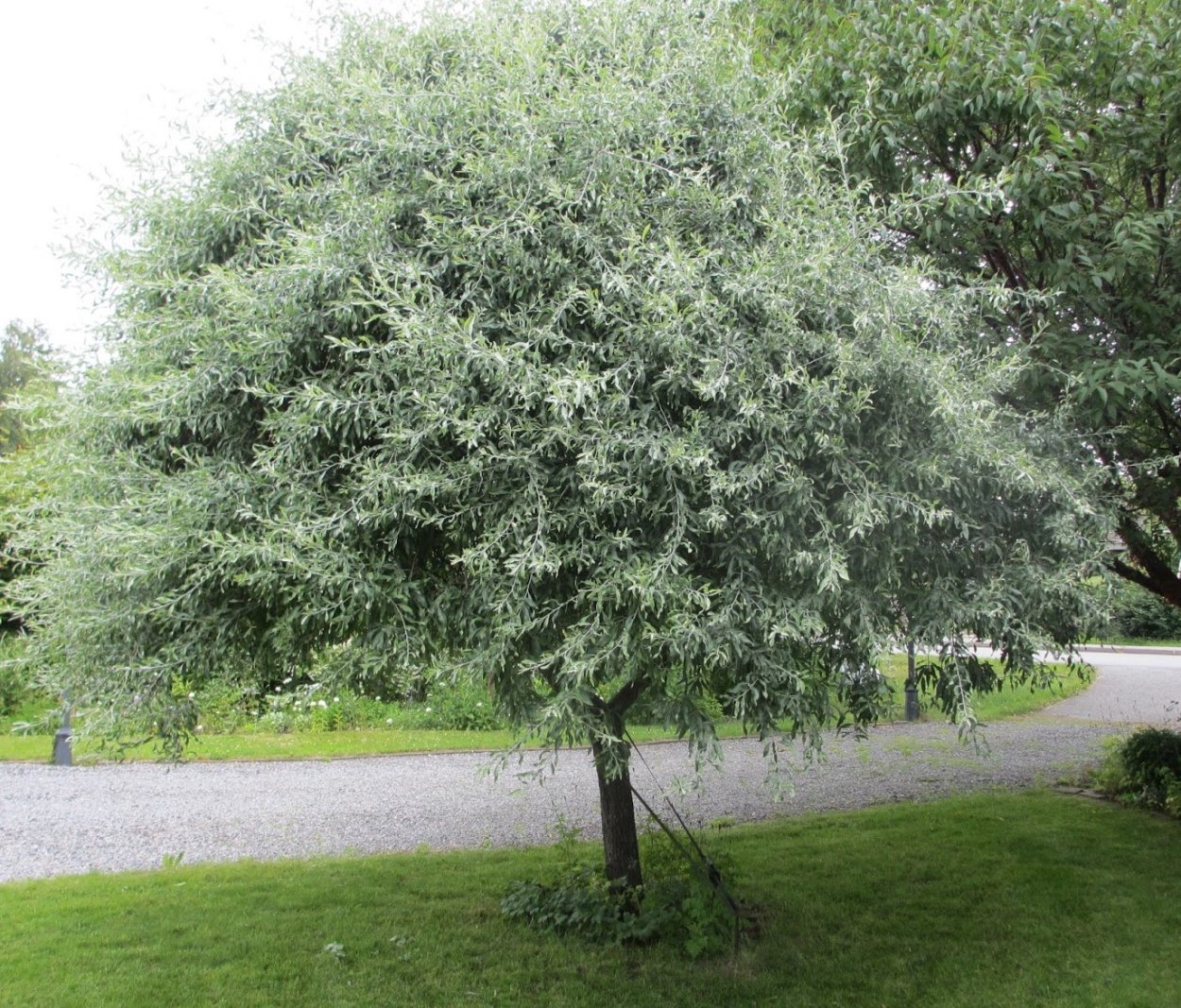 Ива лохолистная серебристая