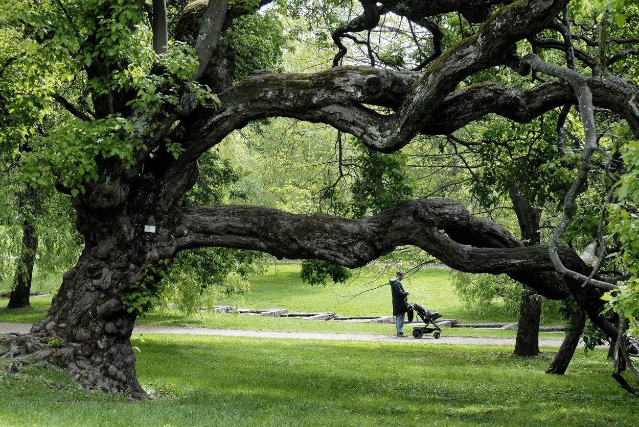 Дерево в Ботаническом саду раскидистое
