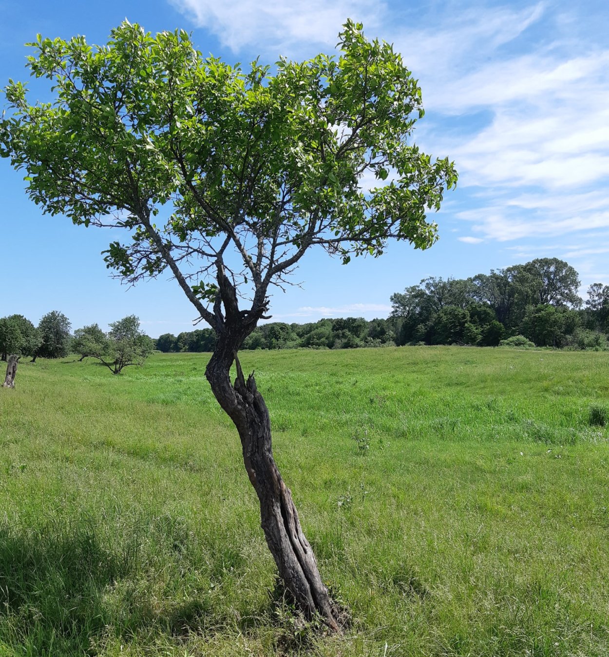 Отдельно стоящие деревья