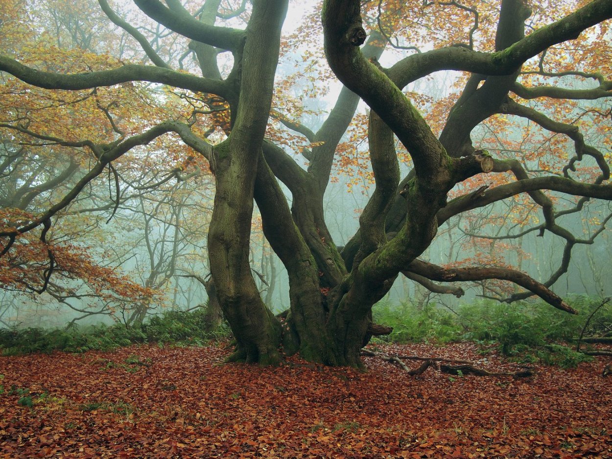 Кэрсивин Ирландия лес