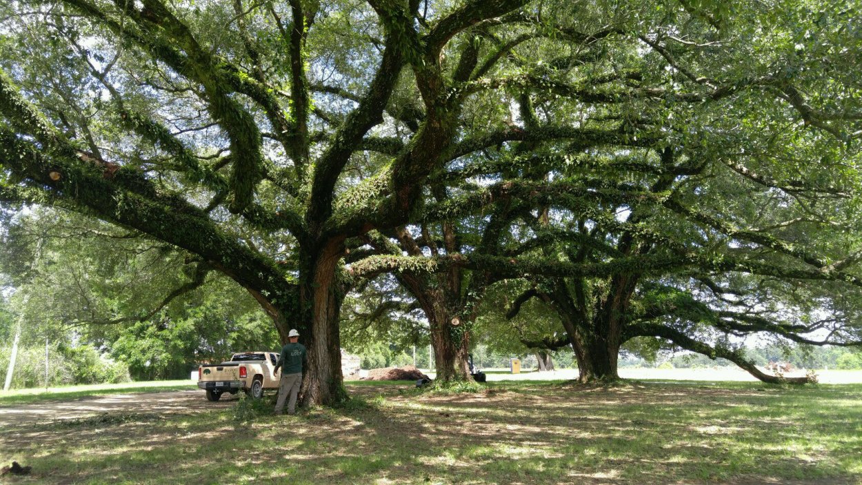 Live Oak