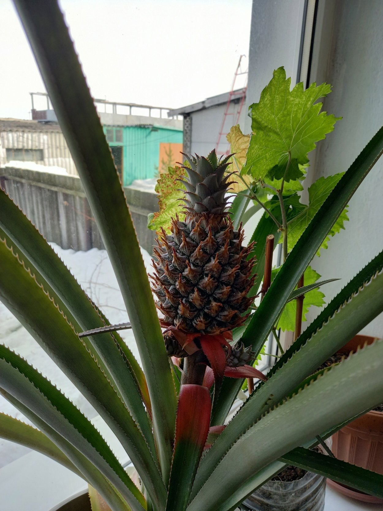 Ананасы на Пальме