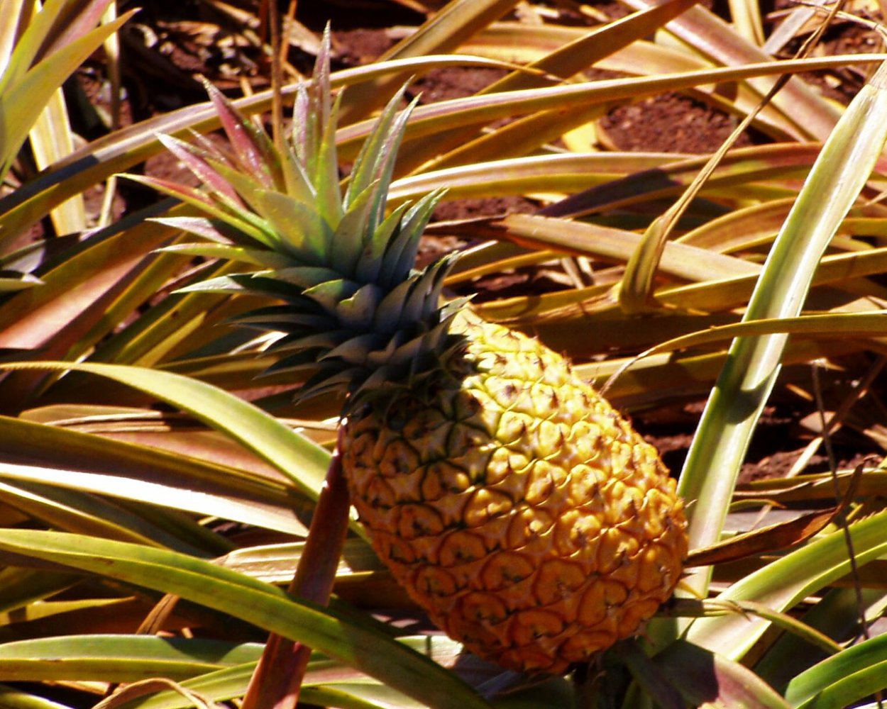 Ананасовая Пальма