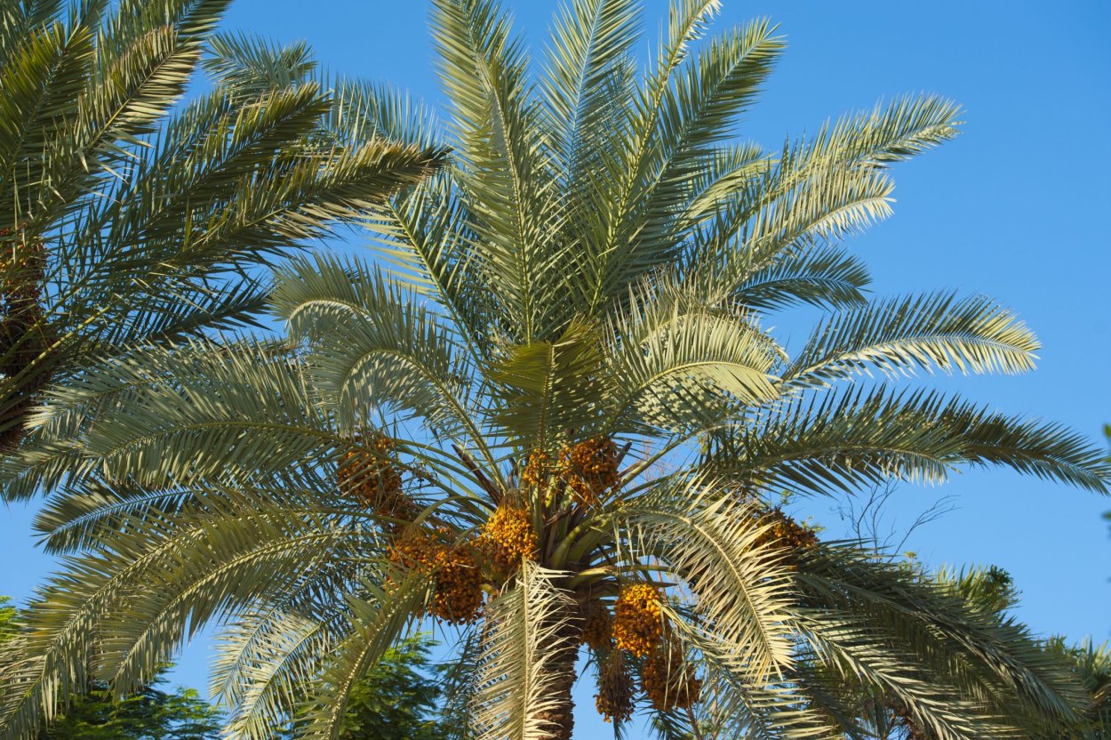 Ярусная Пальма