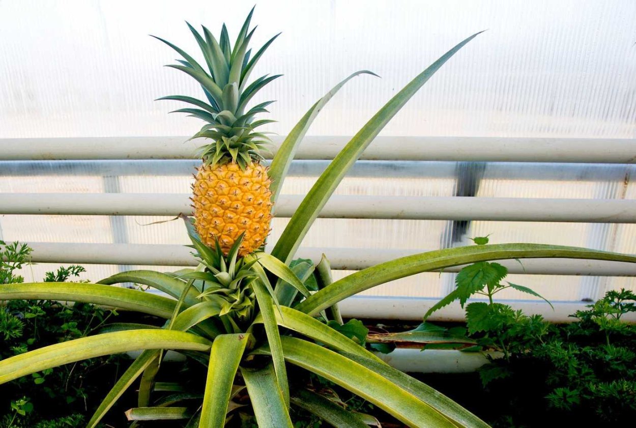 Ананас в оранжерее