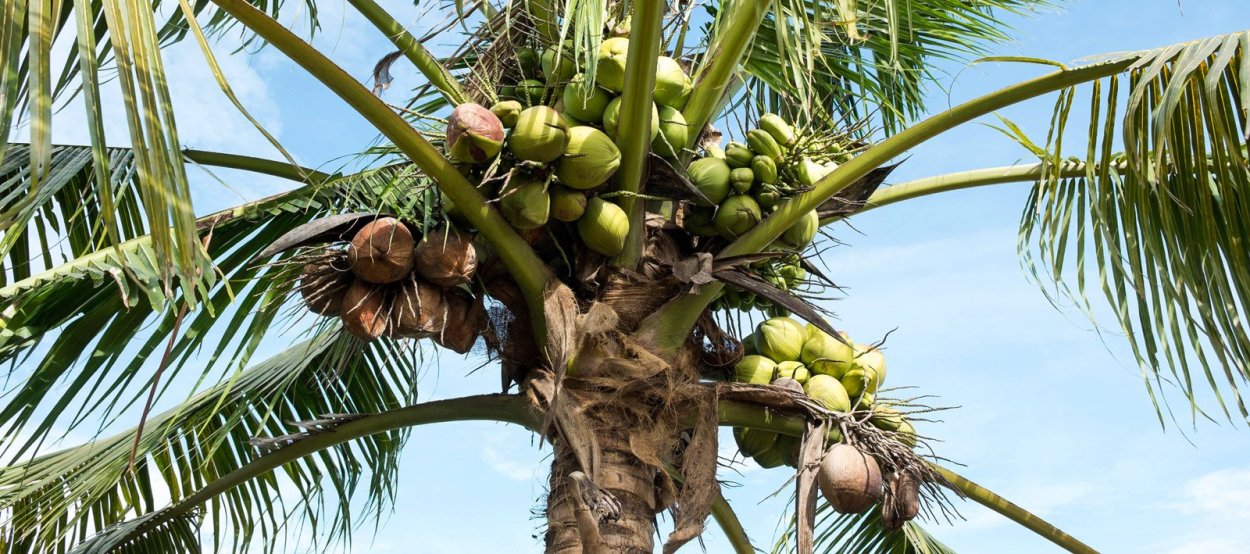 Молодая кокосовая Пальма