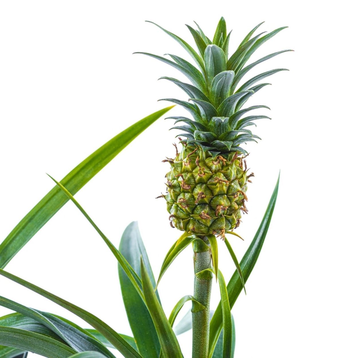 Ананас чампака (d-15, н-50)