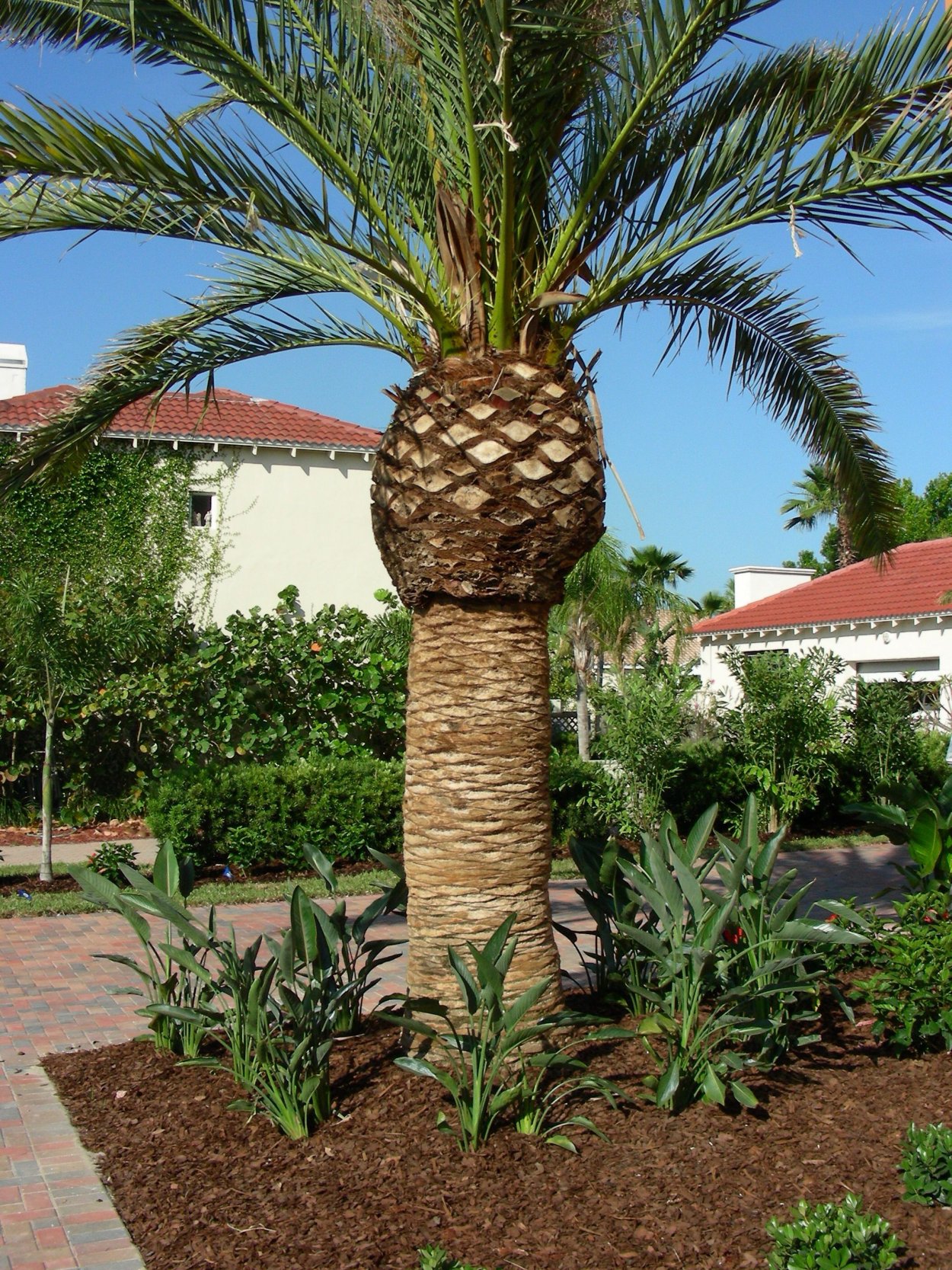 Ананасовая Пальма